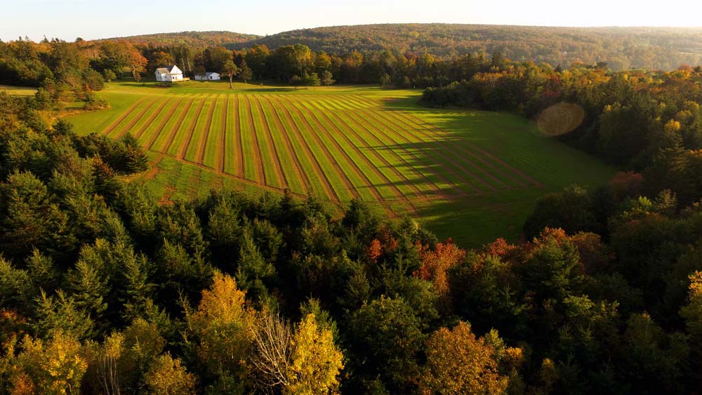 Haskap Farm Aerial Photography